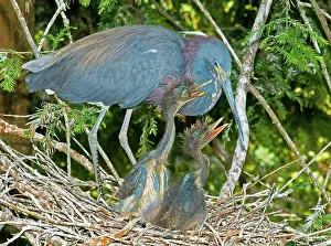Timucuan: Tricolor Heron with nestlings