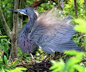 Tricolored: Tricolor Heron threat display