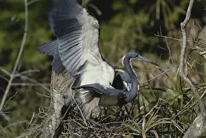 1993: Tricolor Herons Mating