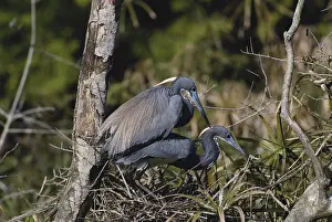1993: Tricolor Herons Mating