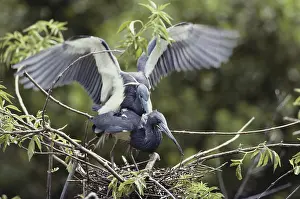 1991: Tricolor Herons Mating