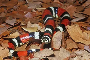 Oklahoma: Tricolor Hognose Snake