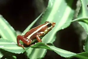 Philadelphia: Tricolor Poison Dart Frog