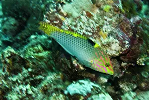 Wrasses: Tricolor Wrasse - Uncommon and hard to photograph