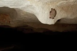 Hibernating: Tricolored Bat