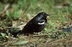 Agelaius: Tricolored Blackbird