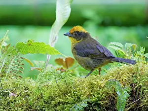 Brush: Tricolored Brushfinch Atlapetes tricolour Ecuado