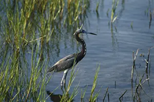 Padre: Tricolored Heron