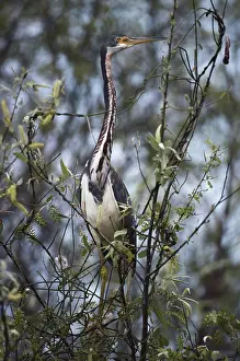 1983: Tricolored Heron
