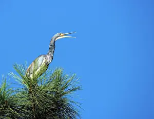 Tricolored: Tricolored Heron