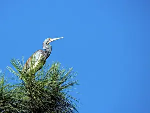 Tricolored: Tricolored Heron