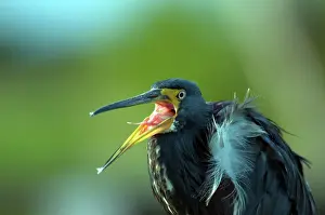 Tricolored: Tricolored Heron