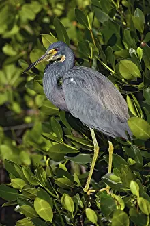 Leafy: Tricolored Heron
