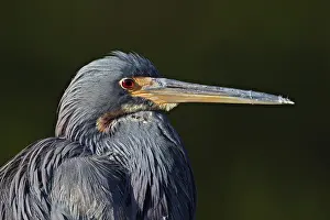 Ding: Tricolored Heron
