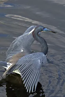 Tricolored: Tricolored Heron
