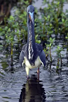 Tricolored: Tricolored Heron