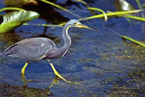 Tricolored: Tricolored Heron