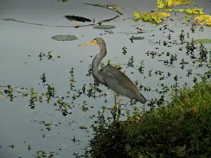 Tricolored: Tricolored Heron