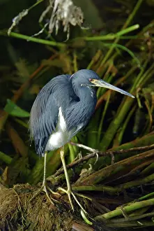 Tricolored: Tricolored Heron
