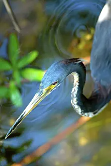 Tricolored: Tricolored Heron