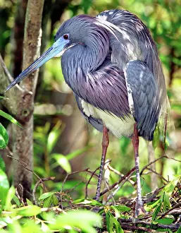 Tricolored: Tricolored Heron in breeding plumage