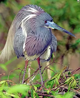 Tricolored: Tricolored Heron in breeding plumage