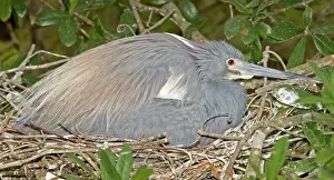 Brooding: Tricolored Heron brooding young