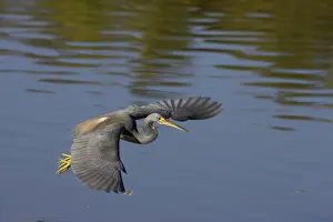 Ding: Tricolored Heron - dip feeding - Ding Darling