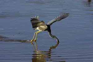 Ding: Tricolored Heron - dip feeding - Ding Darling
