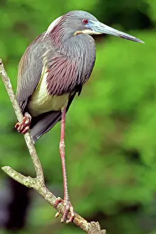 Tricolored: Tricolored Heron (Egretta tricolor)