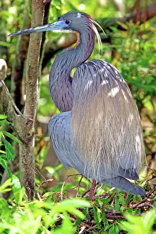 Tricolored: Tricolored Heron (Egretta tricolor)
