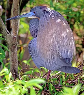 Tricolored: Tricolored Heron (Egretta tricolor)