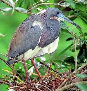 Tricolored: Tricolored Heron (Egretta tricolor)