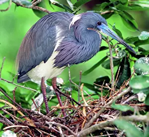 Tricolored: Tricolored Heron (Egretta tricolor)