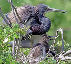 Tending: Tricolored Heron (Egretta tricolor) with chick