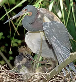 Tending: Tricolored Heron (Egretta tricolor) with chicks