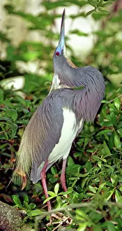 Tricolored: Tricolored Heron (Egretta tricolor) displaying