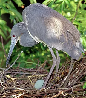 Tricolored: Tricolored Heron (Egretta tricolor) at nest