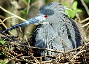 Tricolored: Tricolored Heron (Egretta tricolor) at nest