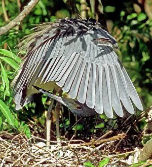 Tricolored: Tricolored Heron (Egretta tricolor) preening