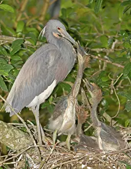 Tricolored: Tricolored Heron feeding young in nest