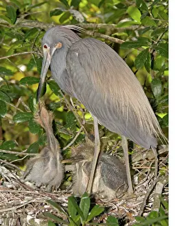 Tricolored: Tricolored Heron feeding young in nest