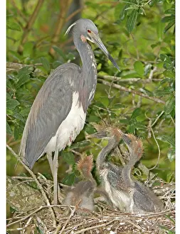 Tricolored: Tricolored Heron feeding young in nest