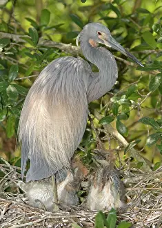 Tricolored: Tricolored Heron feeding young in nest