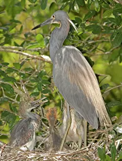 Tricolored: Tricolored Heron feeding young in nest