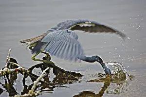 Ding: Tricolored Heron Fishing