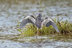 Wadi: Tricolored Heron fishing in Myacca State Park in