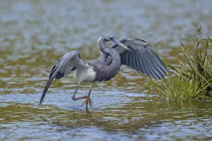 Wadi: Tricolored Heron fishing in Myacca State Park in
