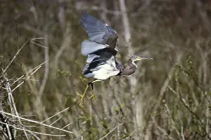 Ruficollis: Tricolored Heron in Flight
