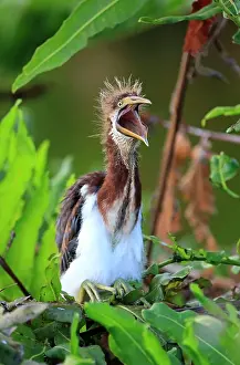 Tricoloured: Tricolored heron, Herons, Animals, Birds, Tricoloured